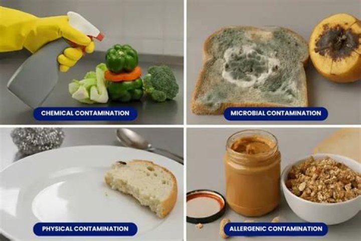 Can ants contaminate food?
