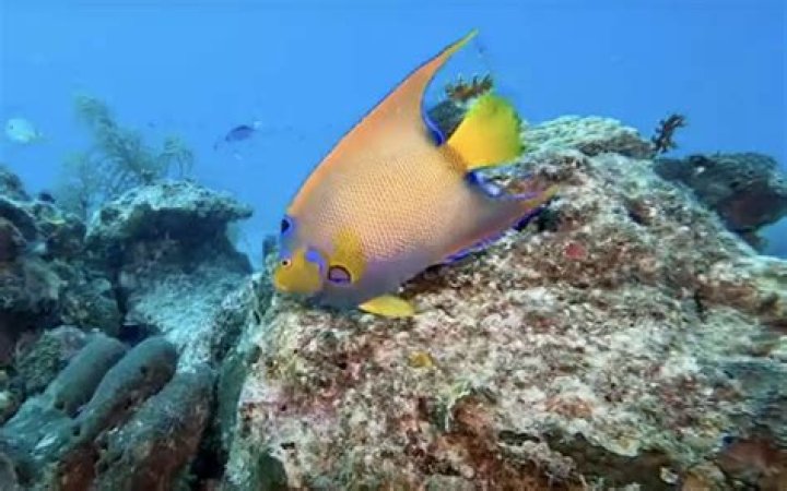 Can asthmatics scuba dive?