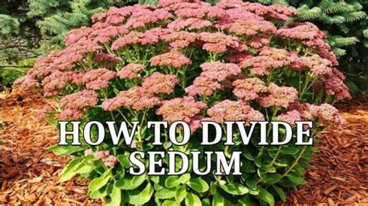 Can autumn joy sedum be divided?