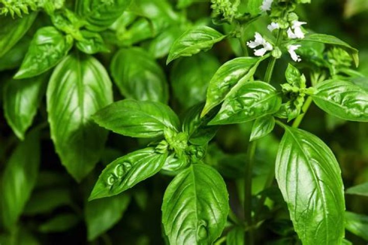 Can basil survive winter?