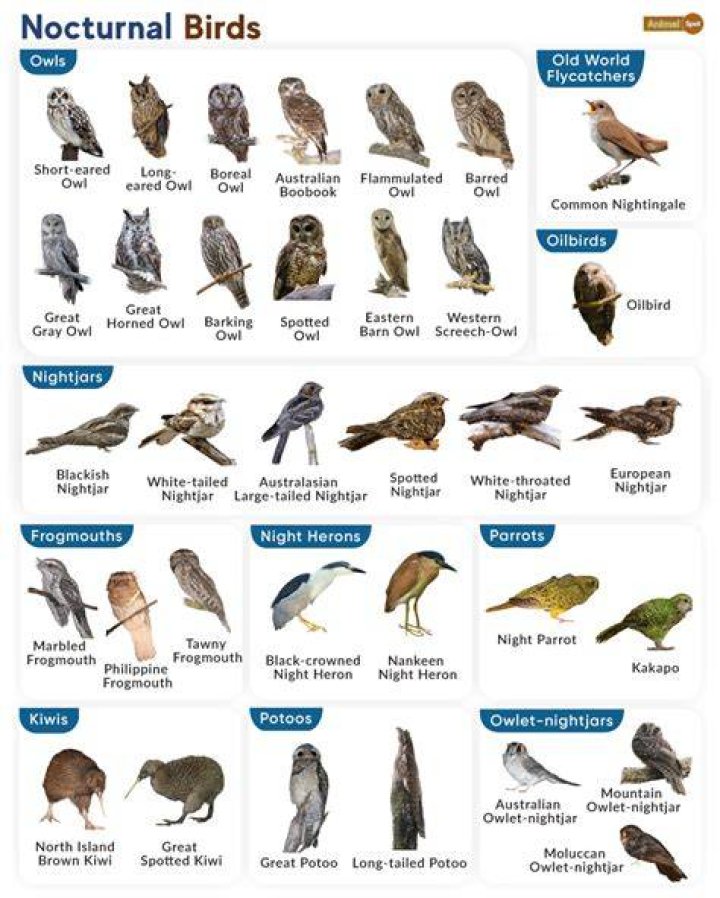 Can birds have night frights?