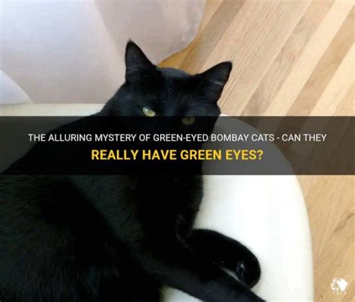 Can bombay cats have green eyes?