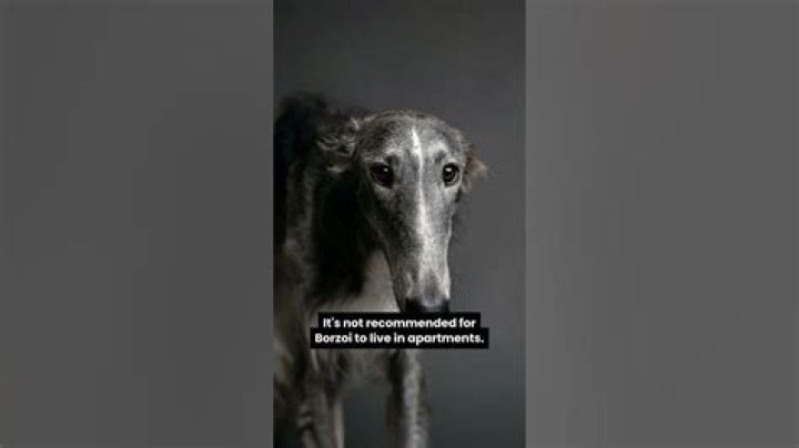 Can borzoi live in apartments?
