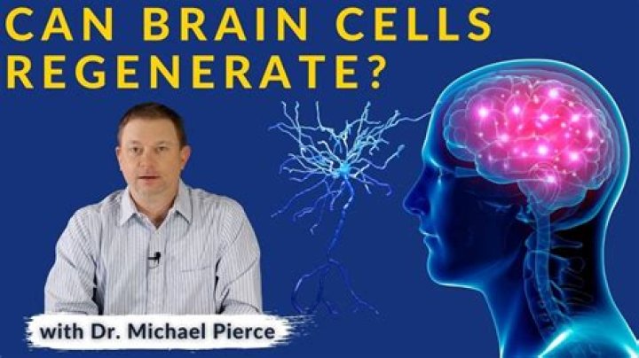 Can brain matter regenerate?