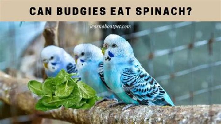 Can budgies eat spinach?