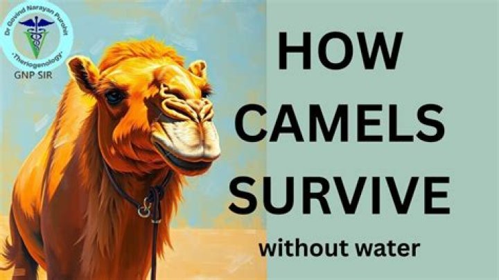 Can camels survive sandstorms?