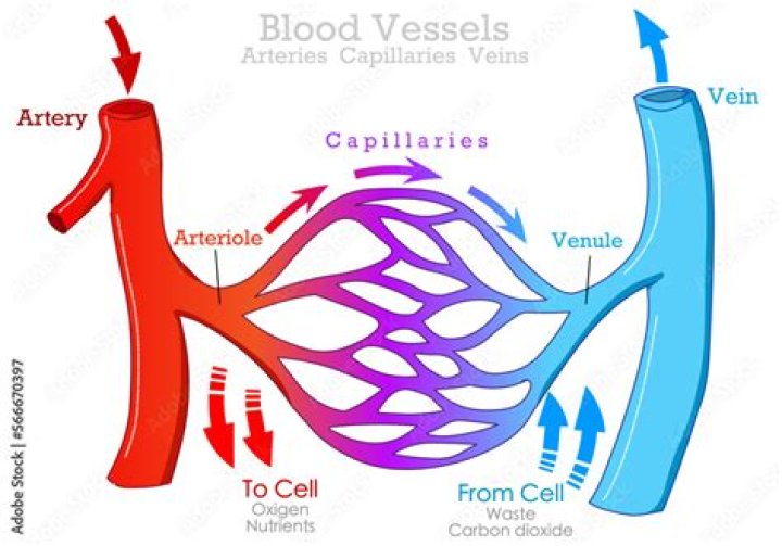 Can capillaries constrict and dilate?