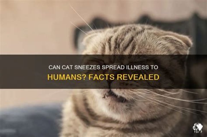 Can cat illness spread to humans?