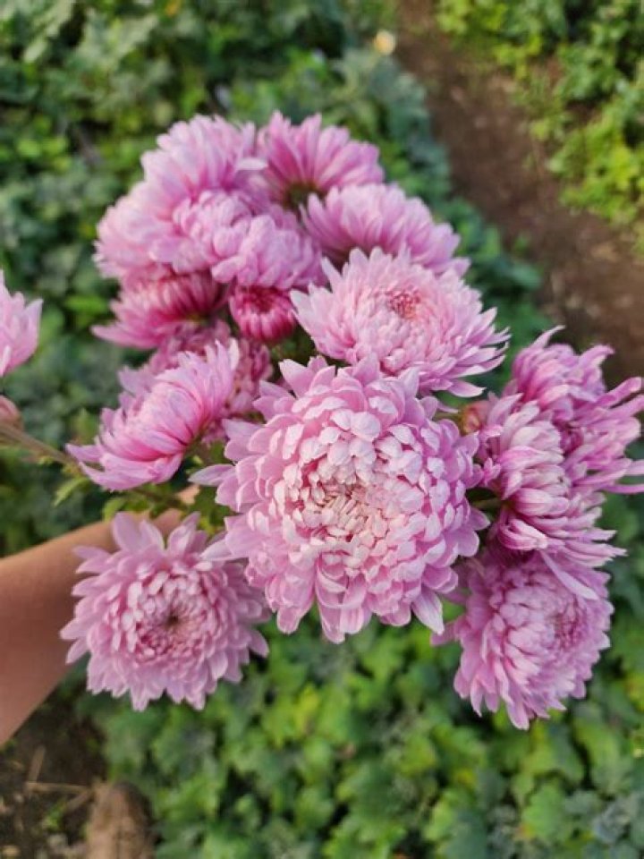 Can chrysanthemums be grown from cuttings?