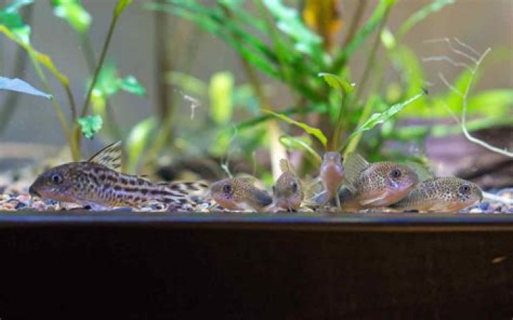 Can corydoras live with goldfish?
