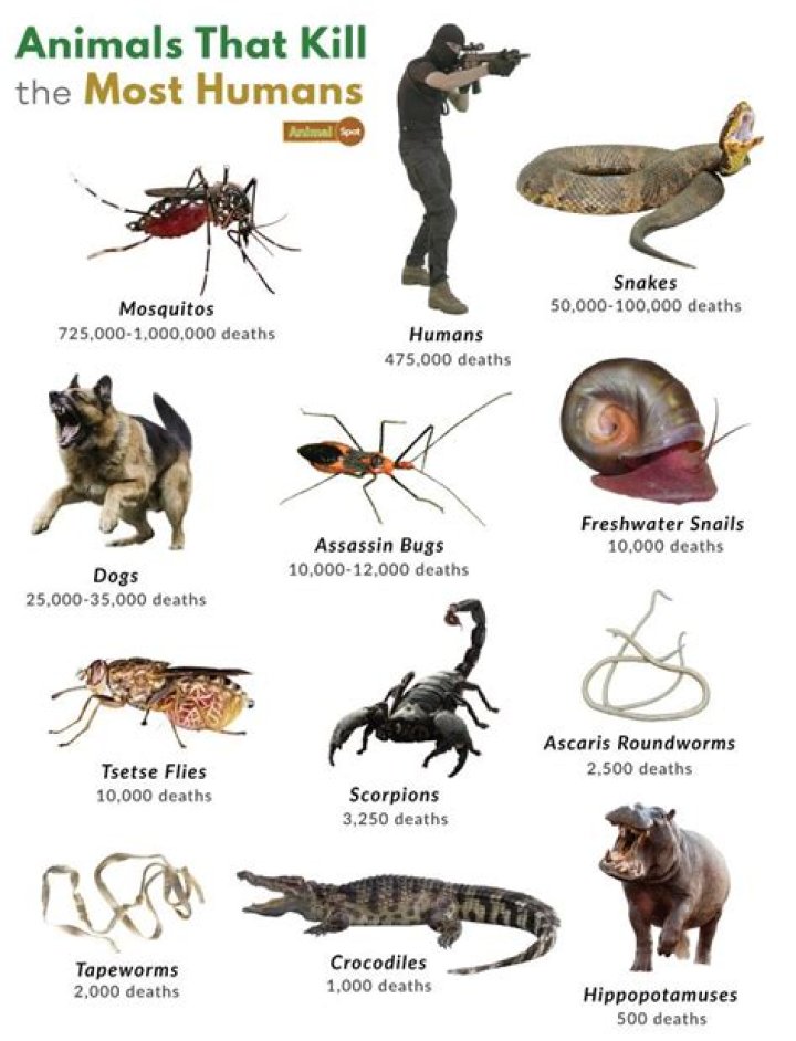 Can cuterebra kill animals?