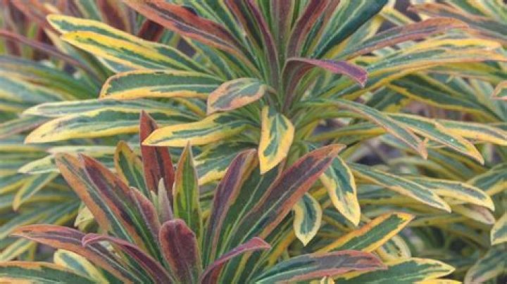 Can daphne grow in full sun?