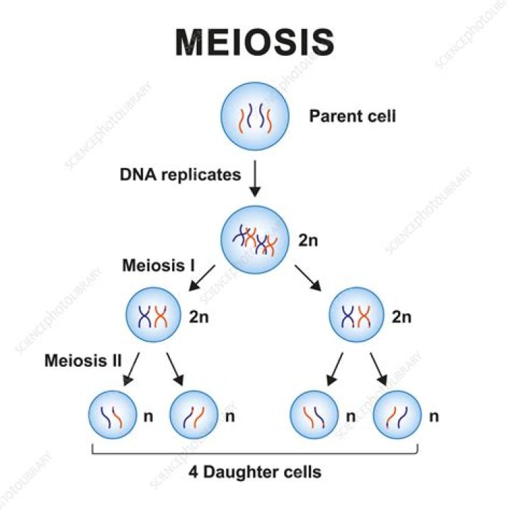 Can diploid cells divide by meiosis?