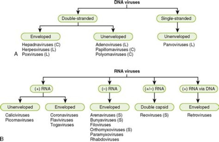 Can dna viruses be segmented?