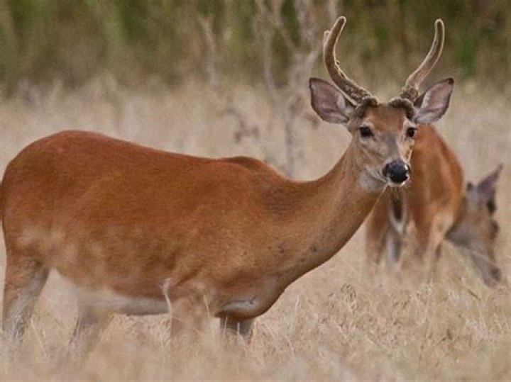 Can does have antlers?