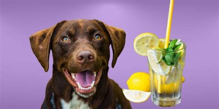 Can dogs drink lemonade?