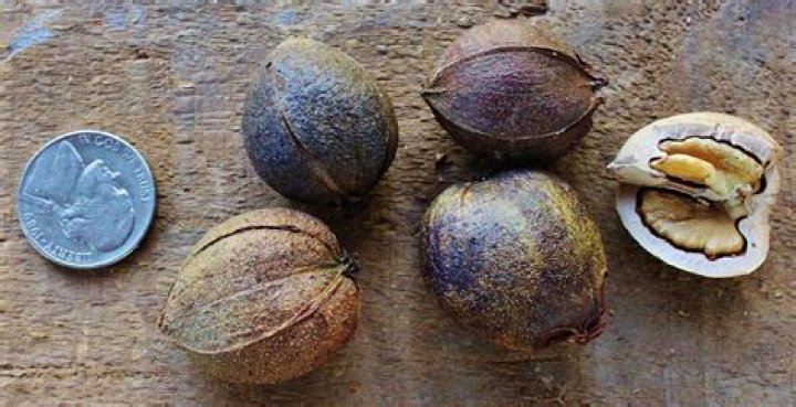 Can dogs eat shagbark hickory nuts?