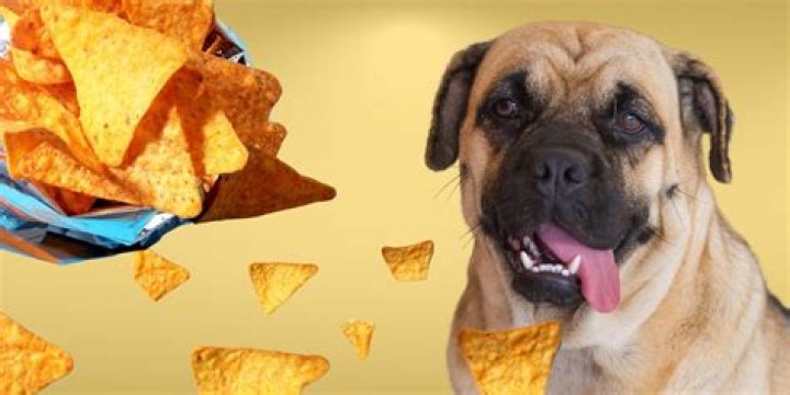 Can dogs eat tangy cheese doritos?