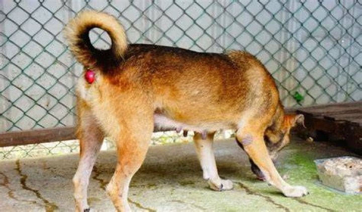 Can dogs get prolapsed?