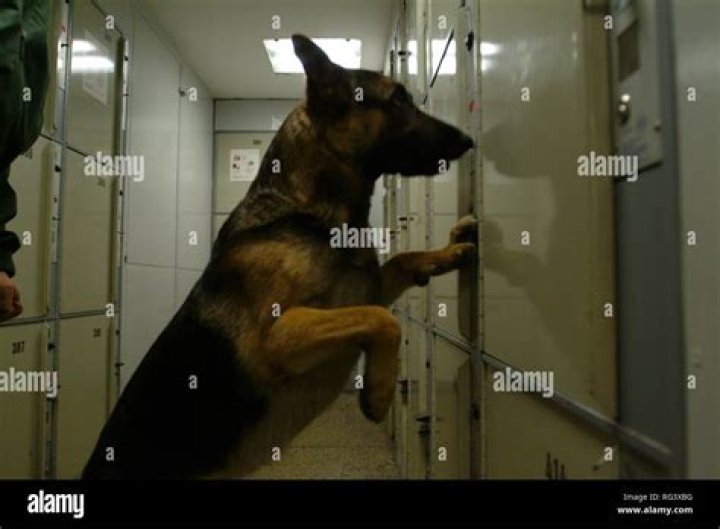Can dogs smell explosives?