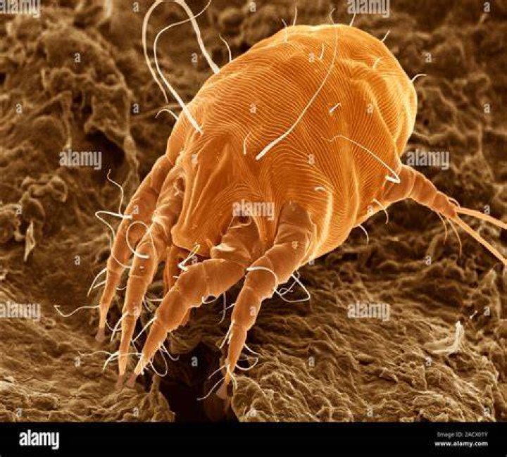 Can ear mites live on humans?