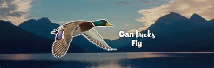 Can farm ducks fly?