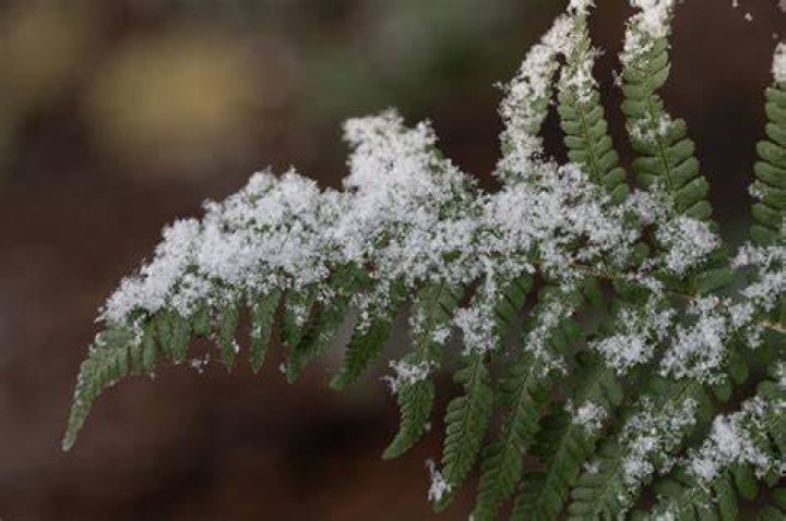 Can fern survive winter?