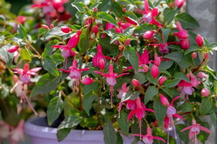 Can fuchsia be grown indoors?