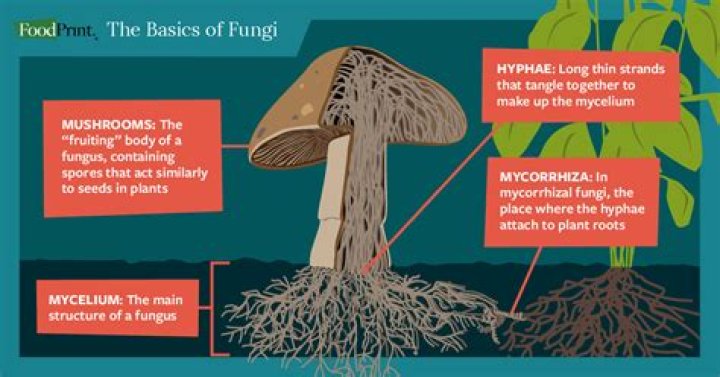 Can fungi make their own food?