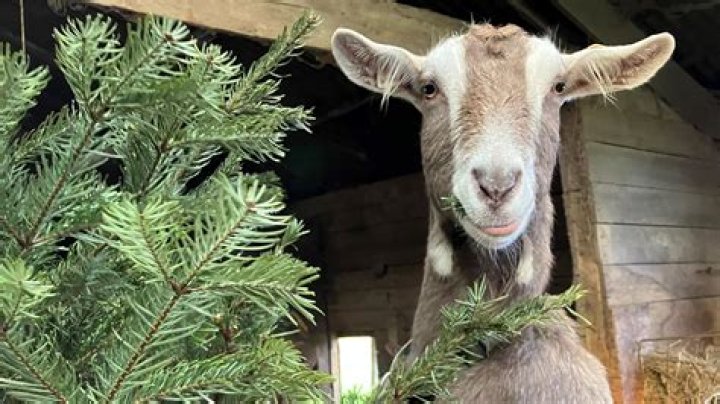 Can goats eat she oak?