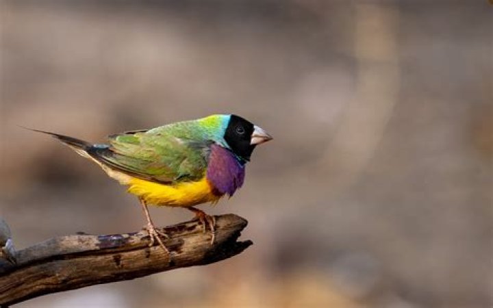 Can gouldian finch live alone?