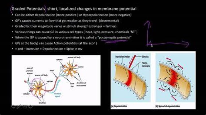Can graded potentials summate?