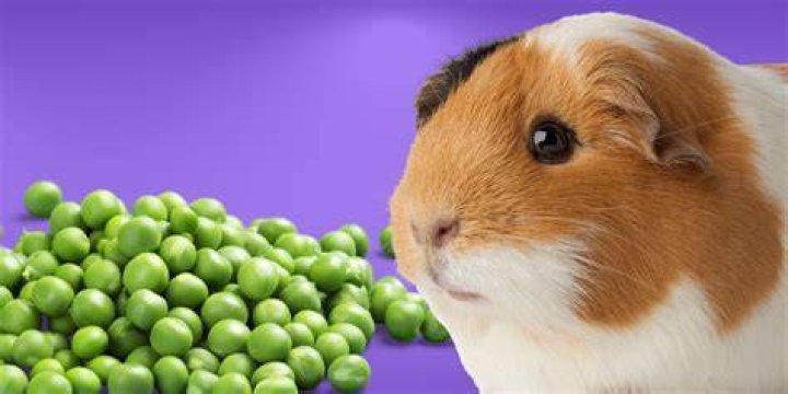 Can guinea pigs eat peas in a pod?