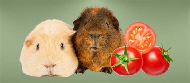 Can guinea pigs eat tomatoes?