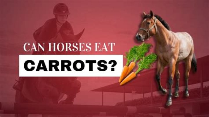Can horses go on aeroplanes?