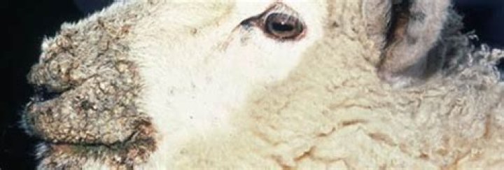 Can humans get scabby mouth from sheep?