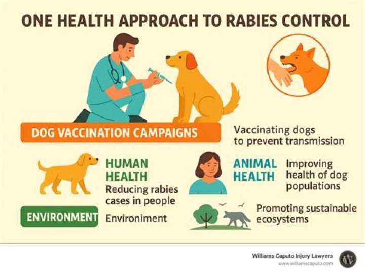 Can i get a rabies shot just in case?