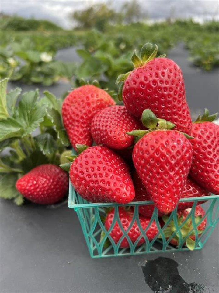 Can kitties have strawberries?