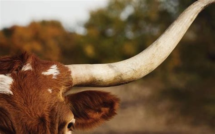 Can lady cows have horns?