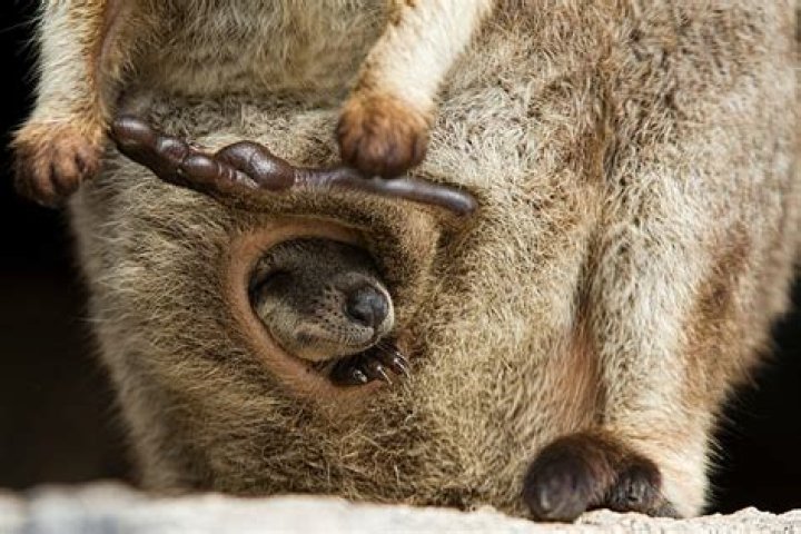 Can marsupials have pouches?