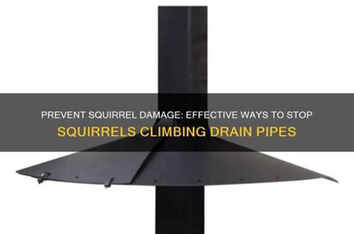 Can mice climb drainpipes?