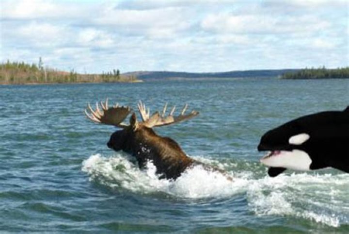 Can orcas eat moose?