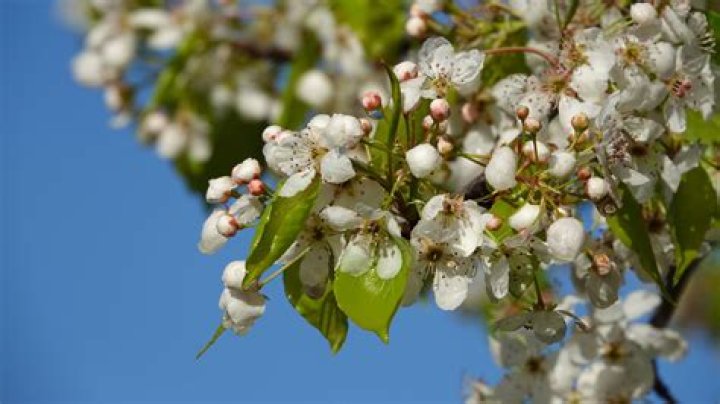 Can ornamental pears be grown in pots?