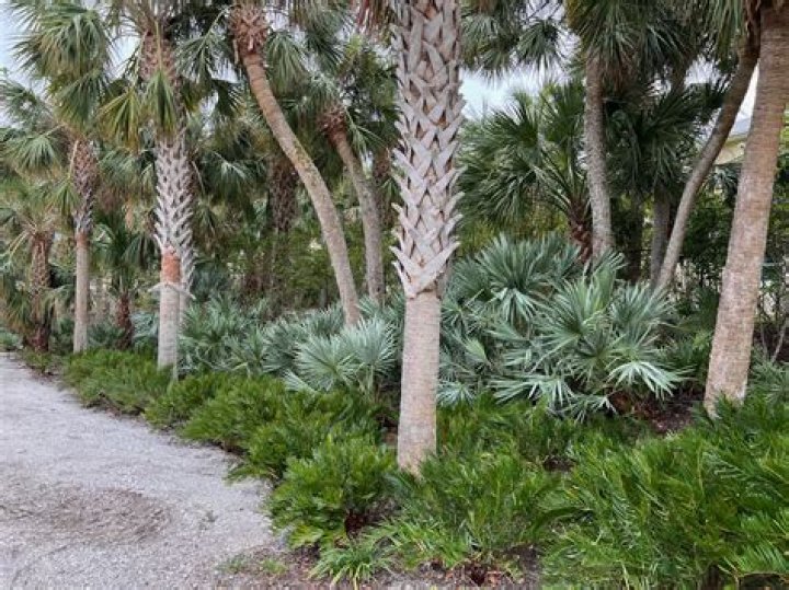 Can palmettos grow in virginia?