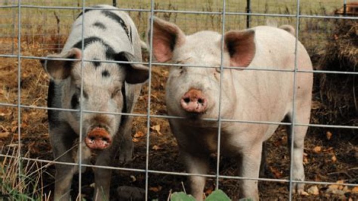 Can pigs eat pork?