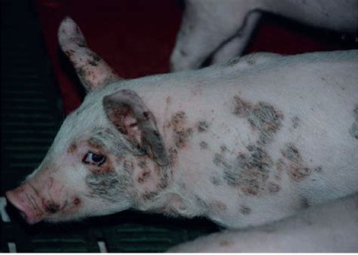 Can pigs have rumensin?