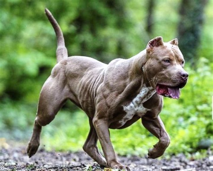 Can pit bulls stomachs flip?