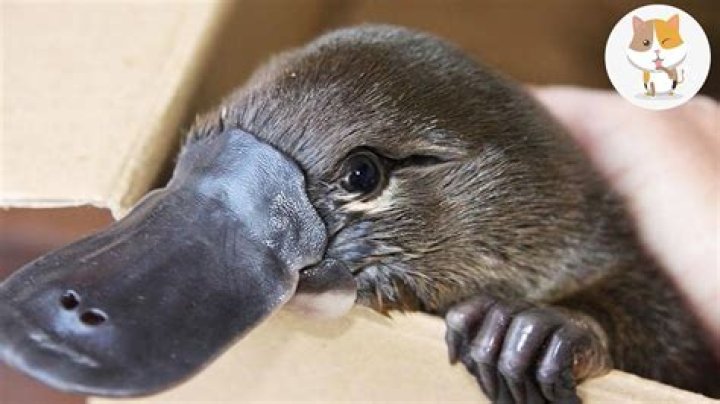 Can platypus be pets?