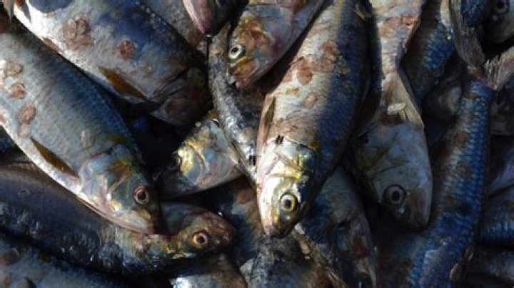 Can pooka fish make you sick?