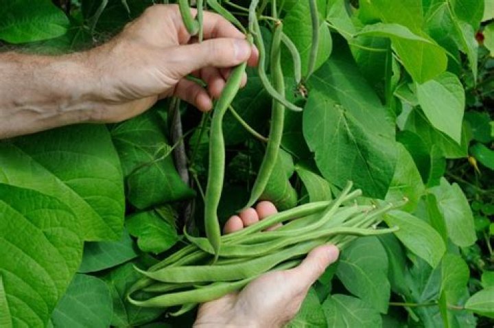 Can runner beans grow up string?